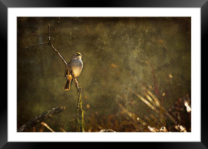  Bird on a Branch Framed Mounted Print by Belinda Greb
