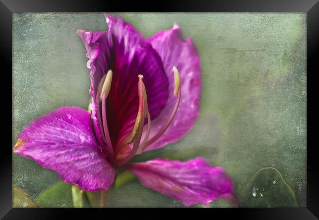  Pink Tropical Flower Framed Print by Belinda Greb