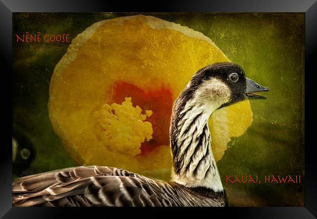 Nene Goose - Kauai - Hawaii Framed Print by Belinda Greb