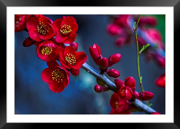 Red Flowering Quince Framed Mounted Print by Belinda Greb