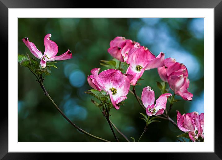  Dancing to the Light Framed Mounted Print by Belinda Greb