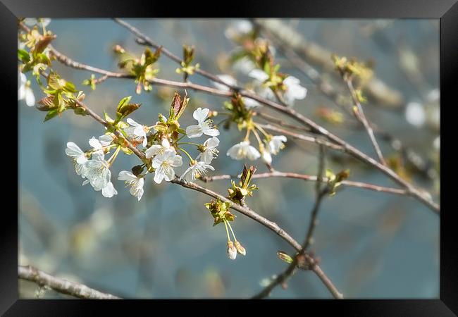  Pear Blossom No. 2 Framed Print by Belinda Greb