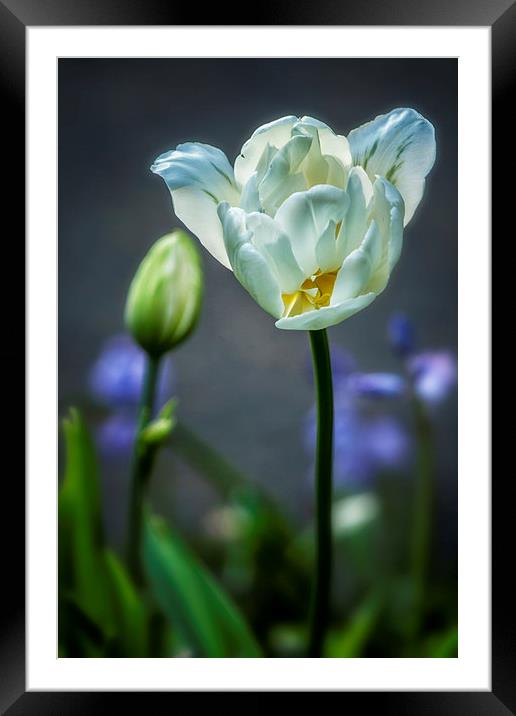  White Tulip Framed Mounted Print by Belinda Greb
