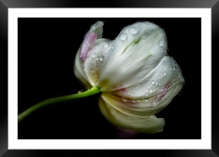  Raindrops on a Tulip Framed Mounted Print by Belinda Greb
