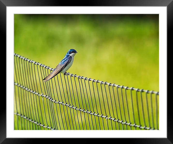  Tree Swallow Sitting on a Fence Framed Mounted Print by Belinda Greb