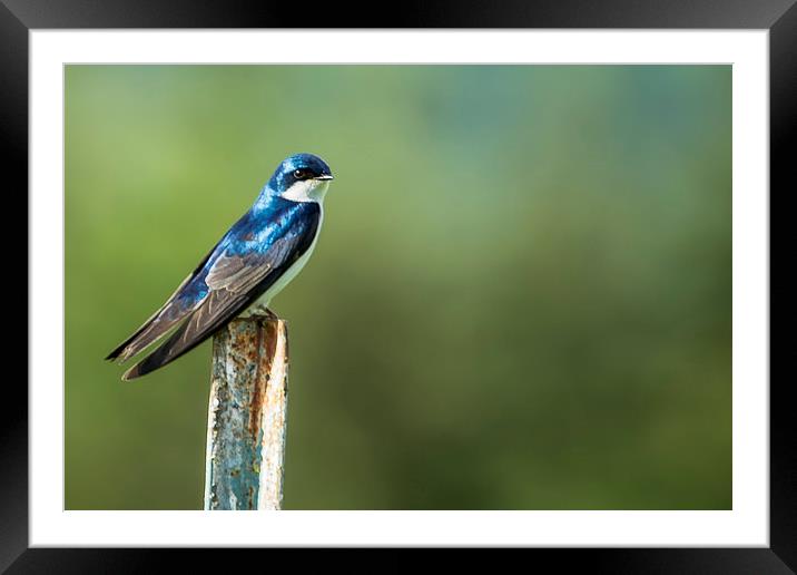  Tree Swallow Sitting on a Post Framed Mounted Print by Belinda Greb
