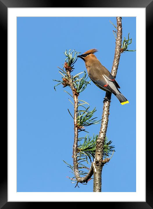  Cedar Waxwing on the Lookout Framed Mounted Print by Belinda Greb