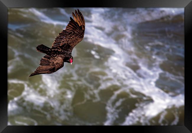 Turkey Buzzard Flying Framed Print by Belinda Greb