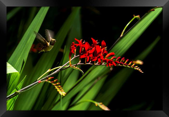  Rufous Hummingbird No. 2 Framed Print by Belinda Greb