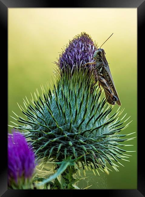  Grasshopper on a Thistle cropped Framed Print by Belinda Greb