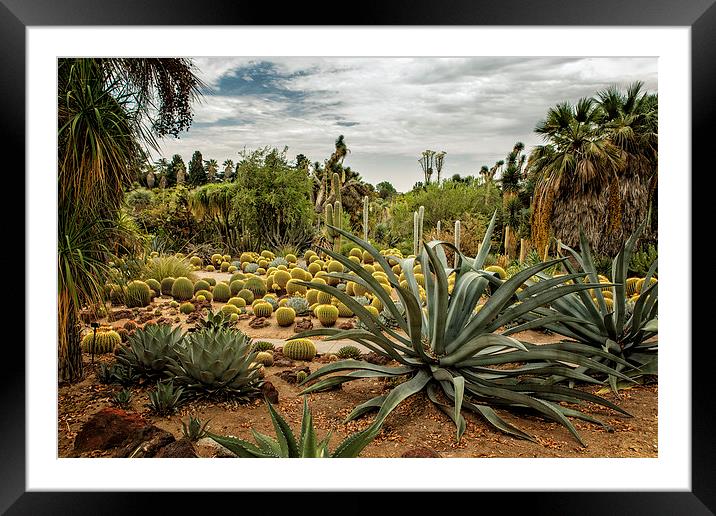  Succulents at the Huntingon Desert Garden No. 3 Framed Mounted Print by Belinda Greb