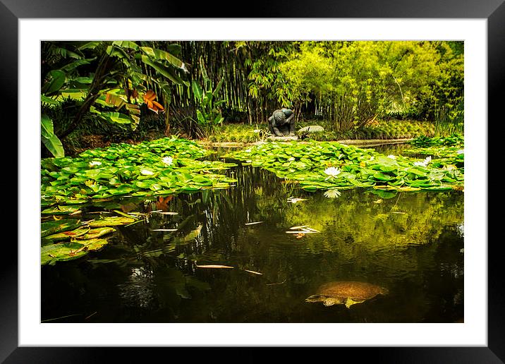  Turtle In A Lily Pond Framed Mounted Print by Belinda Greb