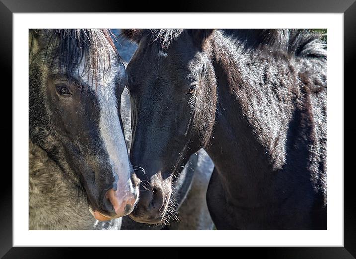  Bachelor Stallions - Pryor Mustangs Framed Mounted Print by Belinda Greb
