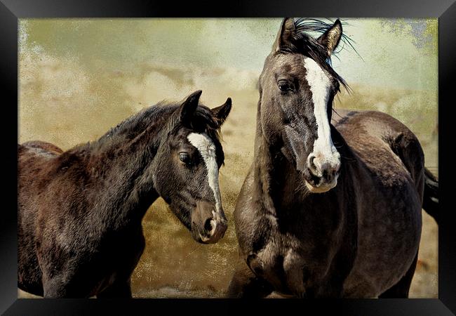  Feldspar and Ohanzee - Pryor Mustangs Framed Print by Belinda Greb