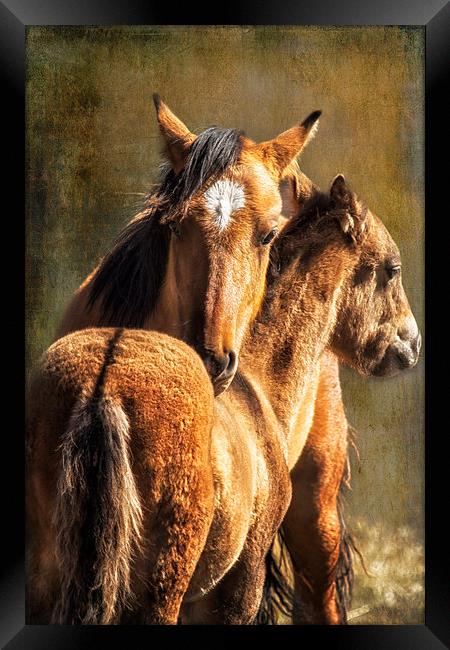Brotherly Love - Pryor Mustangs  Framed Print by Belinda Greb