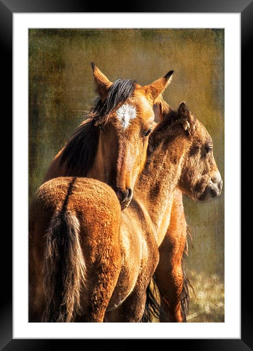 Brotherly Love - Pryor Mustangs  Framed Mounted Print by Belinda Greb