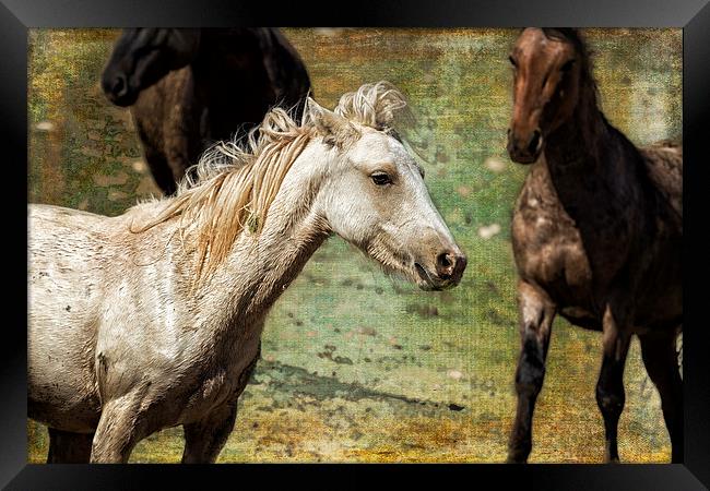  Nimbus, No. 2 - Pryor Mustang Framed Print by Belinda Greb