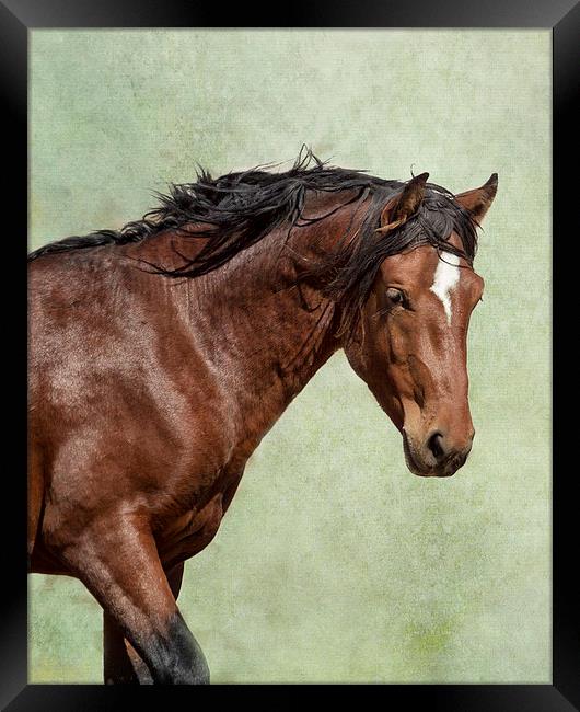  London - Pryor Mustang Framed Print by Belinda Greb