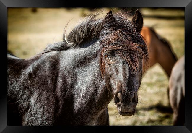  Wild Beauty - Pryor Mustangs Framed Print by Belinda Greb