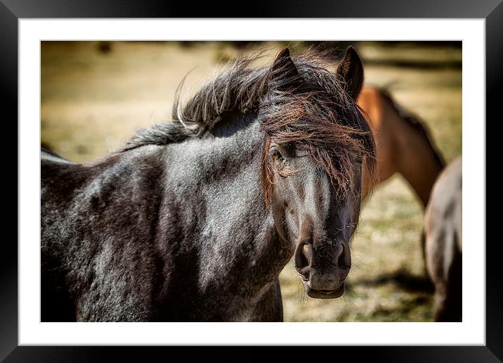  Wild Beauty - Pryor Mustangs Framed Mounted Print by Belinda Greb