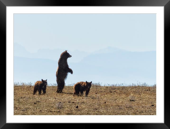  Standing Cinnamon Black Bear with Two Cubs at Pry Framed Mounted Print by Belinda Greb