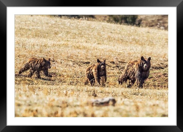  Three Bears Framed Mounted Print by Belinda Greb