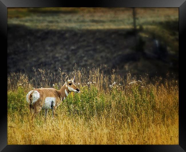  Pronghorn Antelope No. 1 - Yellowstone Framed Print by Belinda Greb