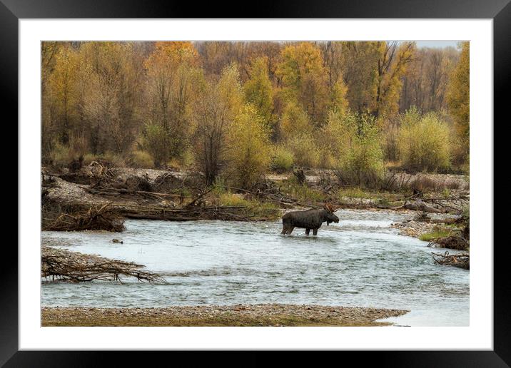 Moose Mid-stream - Grand Tetons NP Framed Mounted Print by Belinda Greb