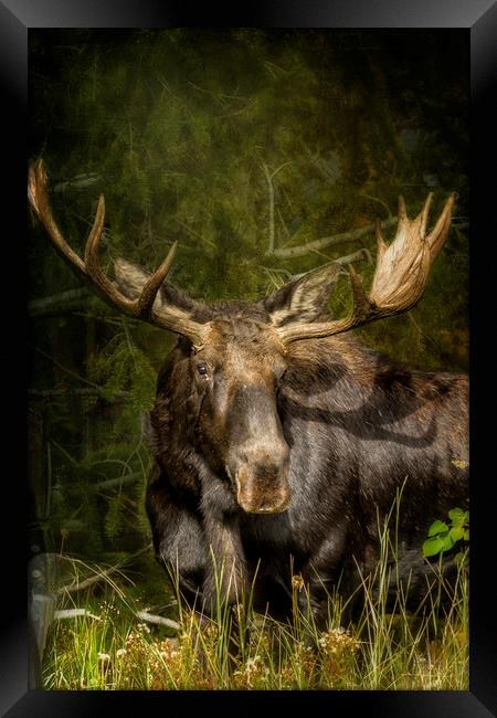 The Bull Moose Framed Print by Belinda Greb