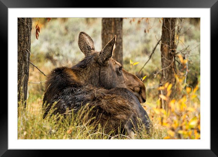 Waiting out the Rain - Moose - Grand Tetons Framed Mounted Print by Belinda Greb