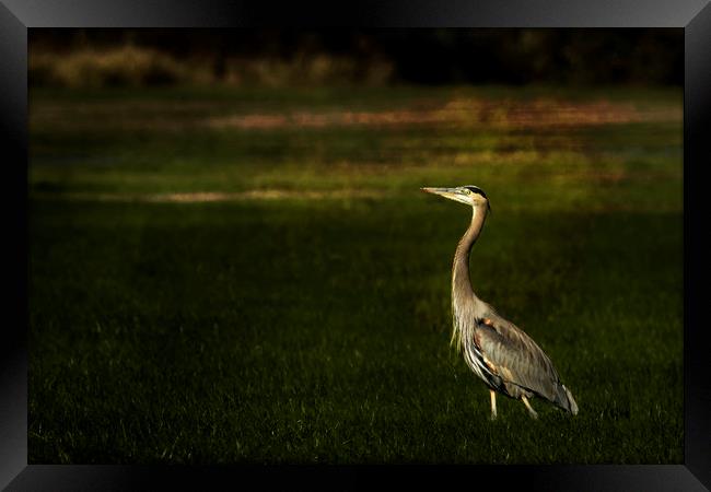 Belinda Great Blue Heron Against a Dark Background Framed Print by Belinda Greb