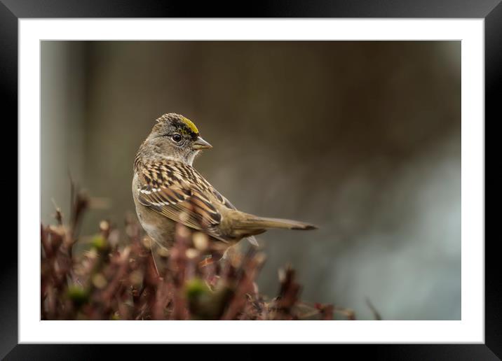 Golden-Crowned Sparrow Framed Mounted Print by Belinda Greb