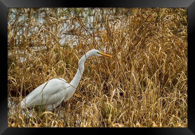 Great Egret Among the Rushes Framed Print by Belinda Greb