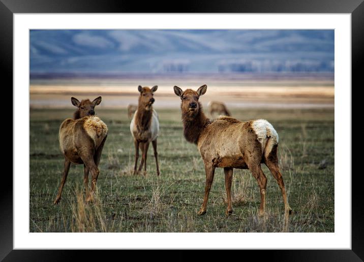 Alert on the Home Front Framed Mounted Print by Belinda Greb