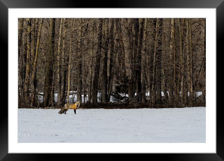 Beautiful Red Fox, No. 1 Framed Mounted Print by Belinda Greb