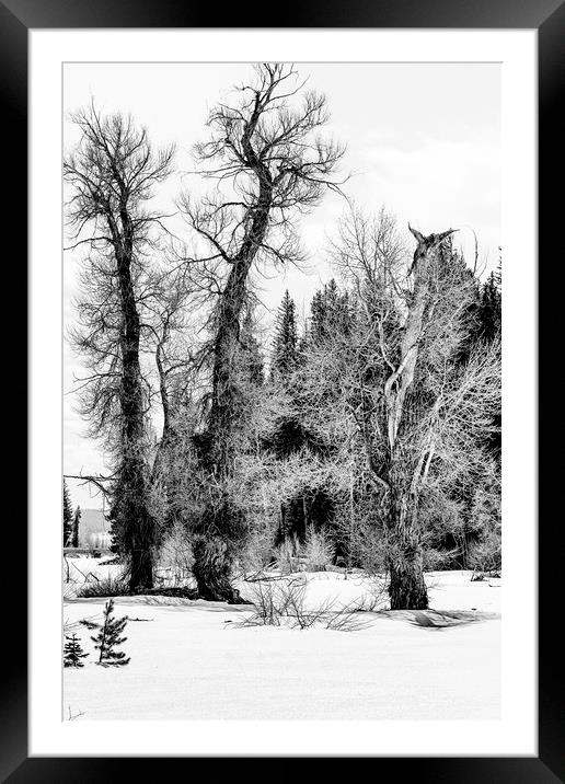 Three Trees BW Framed Mounted Print by Belinda Greb