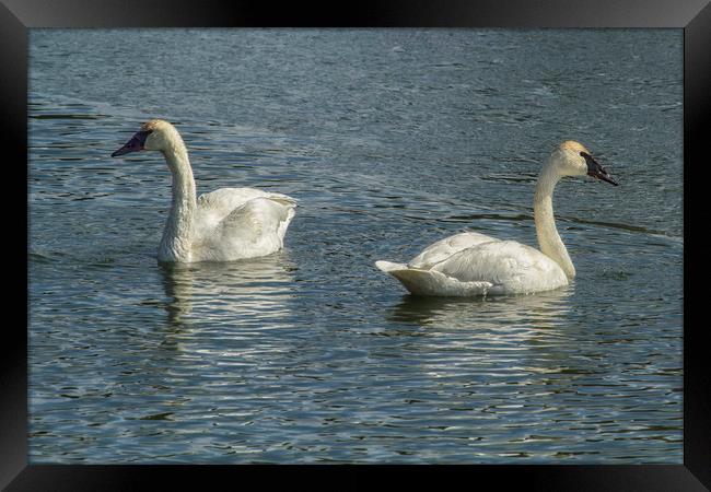 Two Trumpeter Swans at Oxbow Bend Framed Print by Belinda Greb