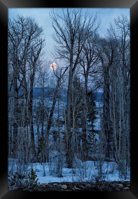 Full Moon Through Trees At Dusk Framed Print by Belinda Greb