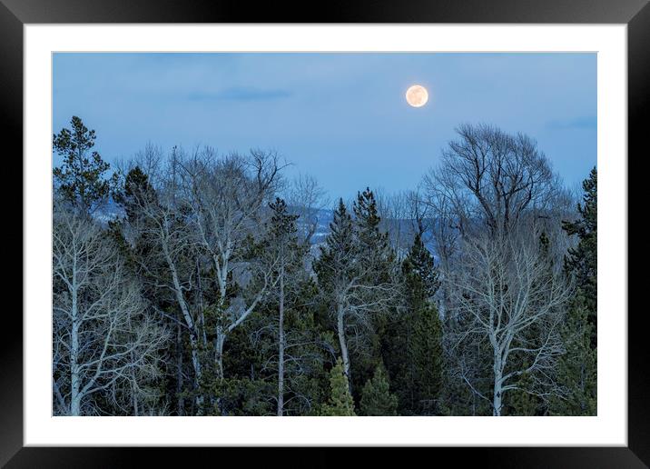Full Moon Over Trees At Dusk Framed Mounted Print by Belinda Greb