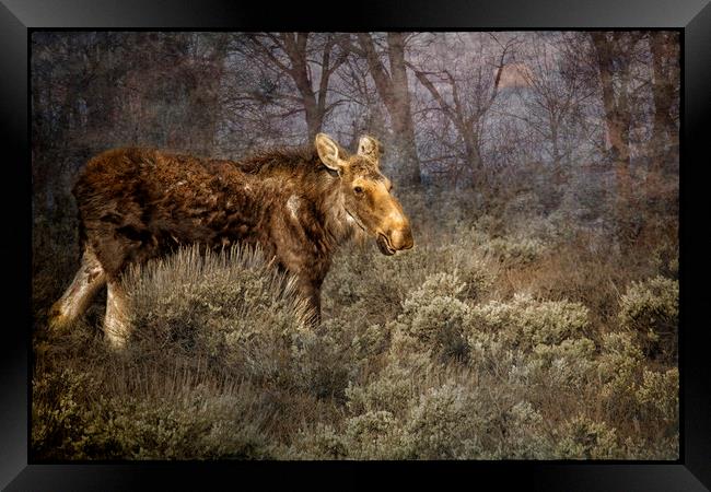 The Calm of a Moose Framed Print by Belinda Greb