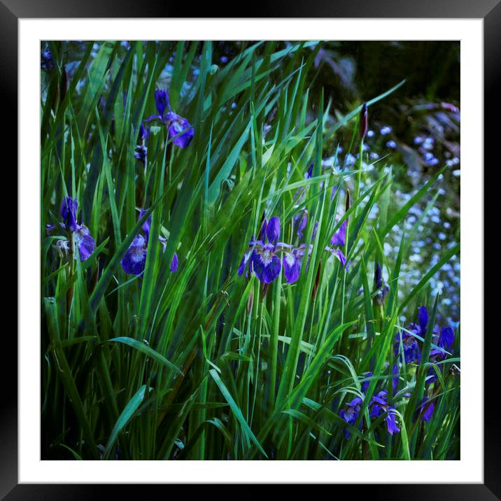 Irises Framed Mounted Print by Belinda Greb