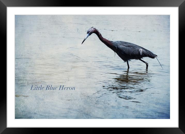 Little Blue Heron Framed Mounted Print by Belinda Greb