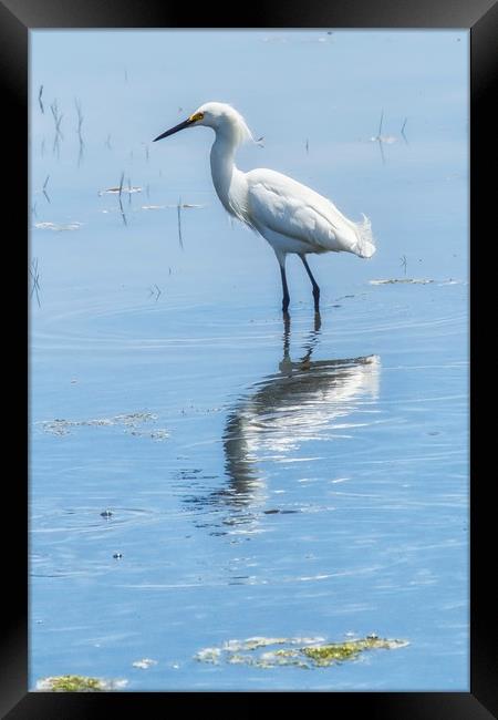 Snowy Egret from Chincoteague No. 1 Framed Print by Belinda Greb