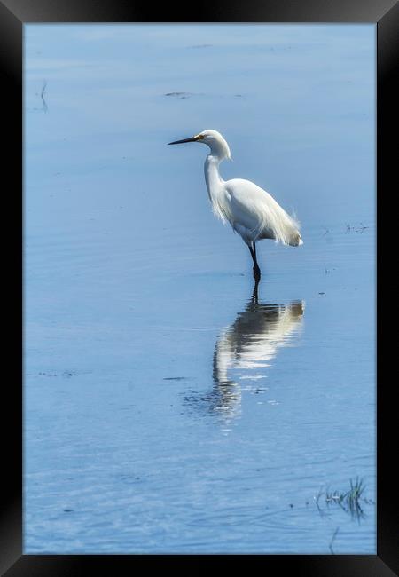 Snowy Egret from Chincoteague No. 2 Framed Print by Belinda Greb