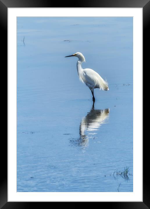 Snowy Egret from Chincoteague No. 2 Framed Mounted Print by Belinda Greb