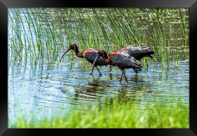 Three Glossy Ibis Framed Print by Belinda Greb