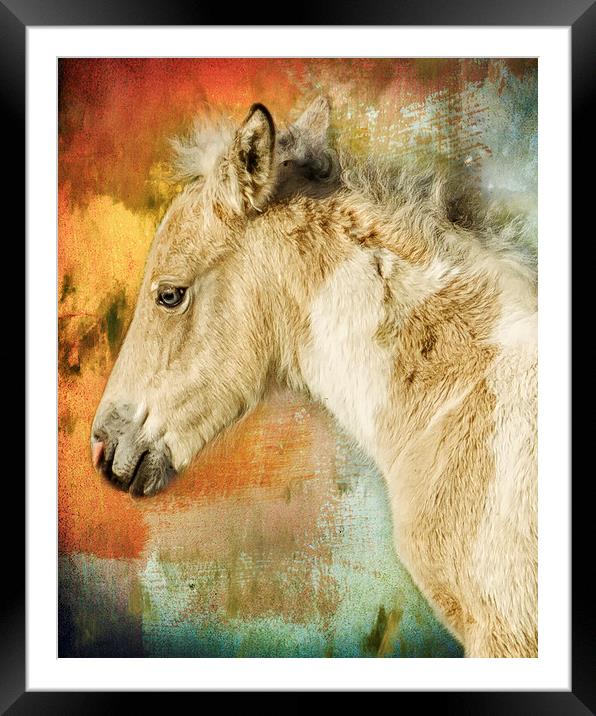Portrait of a Filly Framed Mounted Print by Belinda Greb