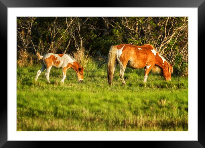 Following Mom - Chincoteague Pinto Foal No. 3 Framed Mounted Print by Belinda Greb