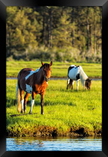 Belinda Greb Framed Print by Belinda Greb