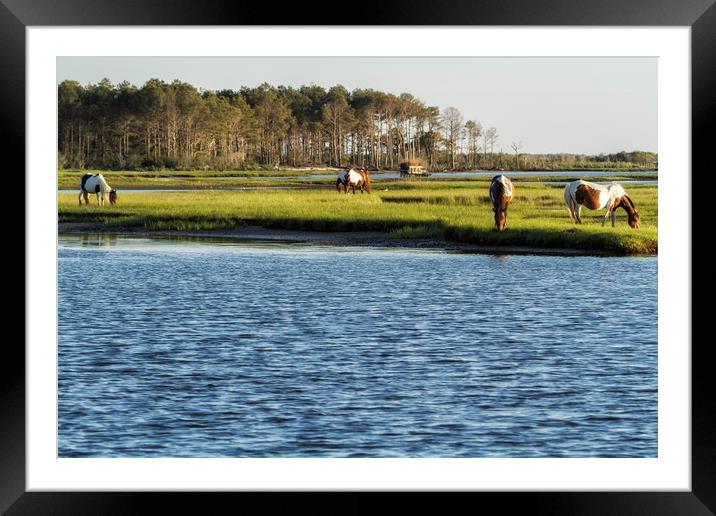 Chincoteague Ponies on Assateague Island Framed Mounted Print by Belinda Greb